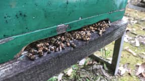 在纽约州腐败的饲料后，纽斯威已经在南威姆斯去世了数十万只蜜蜂