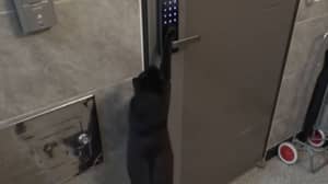 流浪猫每天都会进入门代码访问陌生人的家