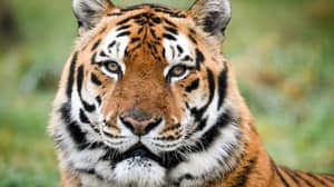 Poacher认为已经杀死了70只老虎被警察抓住了