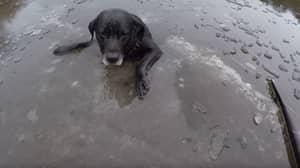 勇敢的RSPCA检查员从冰覆盖的河中救出狗