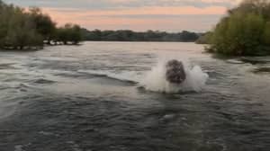 愤怒的河马在水中追逐观光仪200米