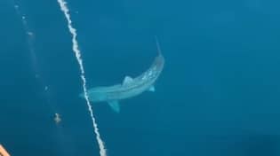 大西洋上发现的巨型鲨鱼激起了一些人对“巨齿鲨”的恐惧”loading=
