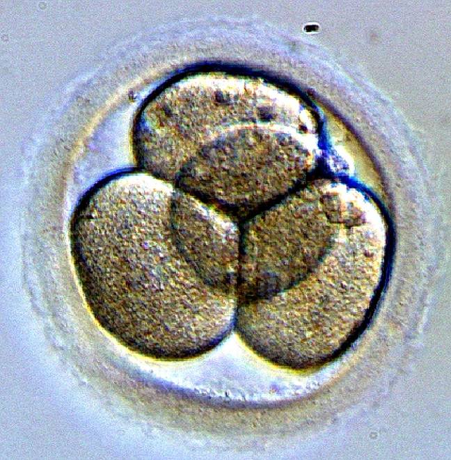 一个胚胎。学分：Wikimedia Commons/Nina Sesina