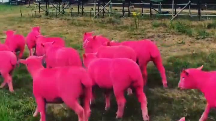 纬度节的组织者浸入了一群绵羊明亮的粉红色