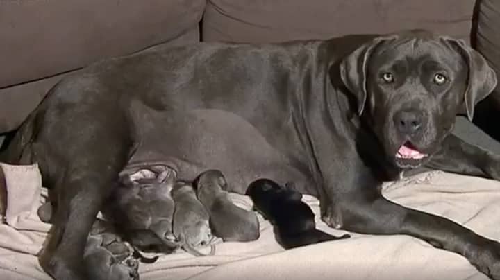 昆士兰州的狗在生下21只幼犬后打破澳大利亚纪录