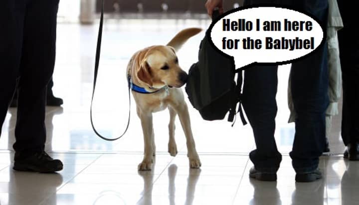 机场嗅探犬的工作不是很好，继续寻找奶酪而不是毒品