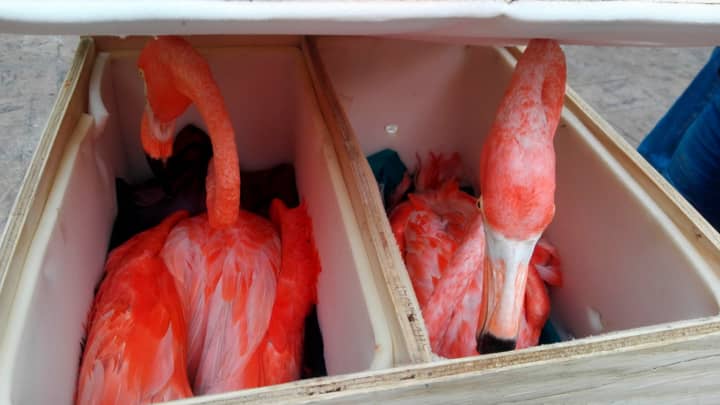 在机场的盒子里发现的一只死亡和五个严重的火烈鸟