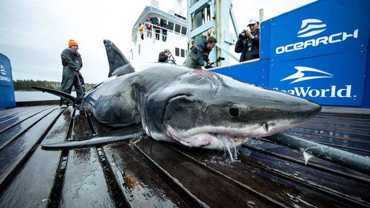 从更大的捕食者那里发现的巨大的13英尺大白鲨发现了一口痕迹
